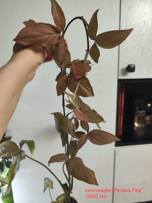 Алаказия Полли минт