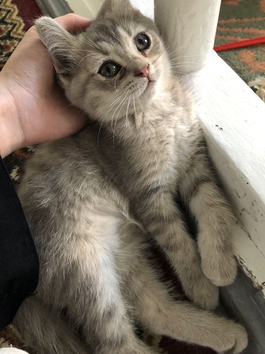 Мушук скотиш ва британски шиншила