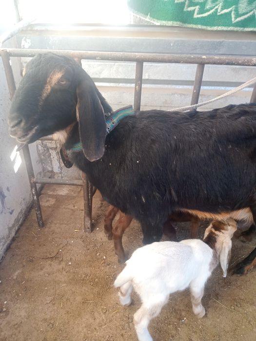 Коза с козлятами
