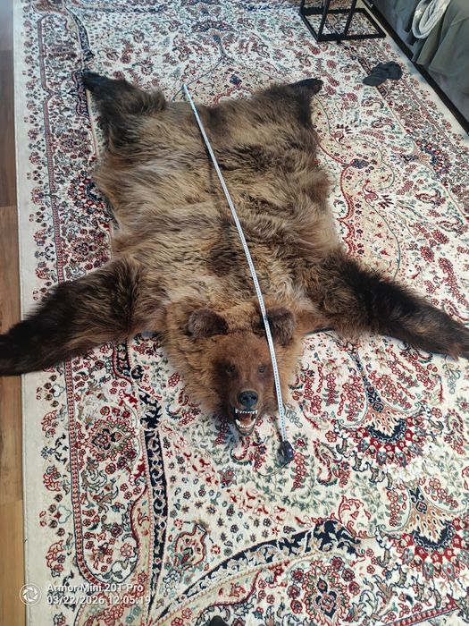Ковер из медвежьей