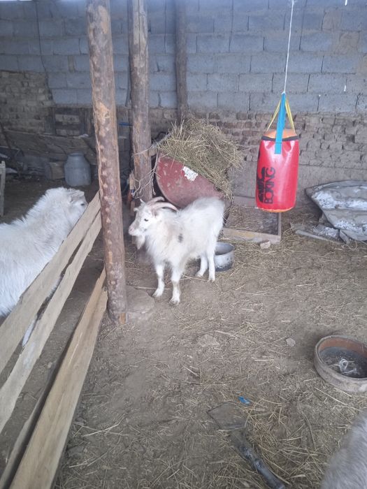 Козы ешкі сатылады