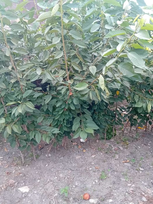 Ciresi kordia portaltoi Gisela 6
