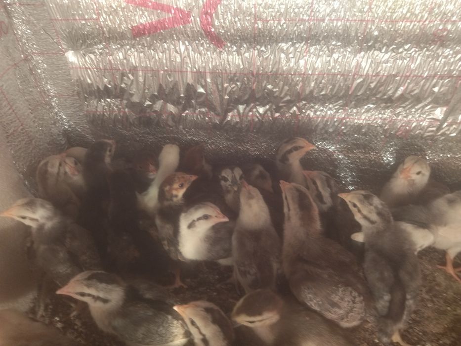 Цыплята Борковская