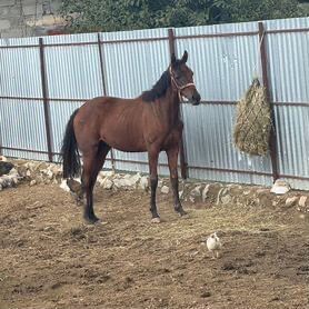 Продаются лошади срочно!