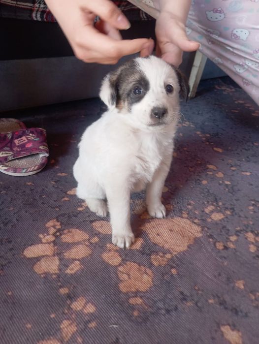 Щенки в хорошие руки