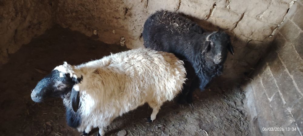 Кошкар бордакы тек бидаймен