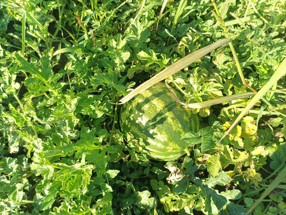 Pepeni verzi de vânzare Perieni