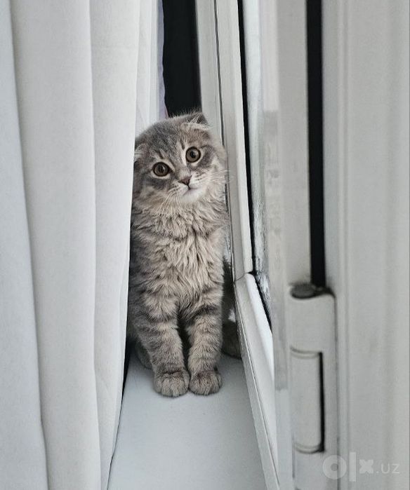 Продам котика Шотландская вислоухая