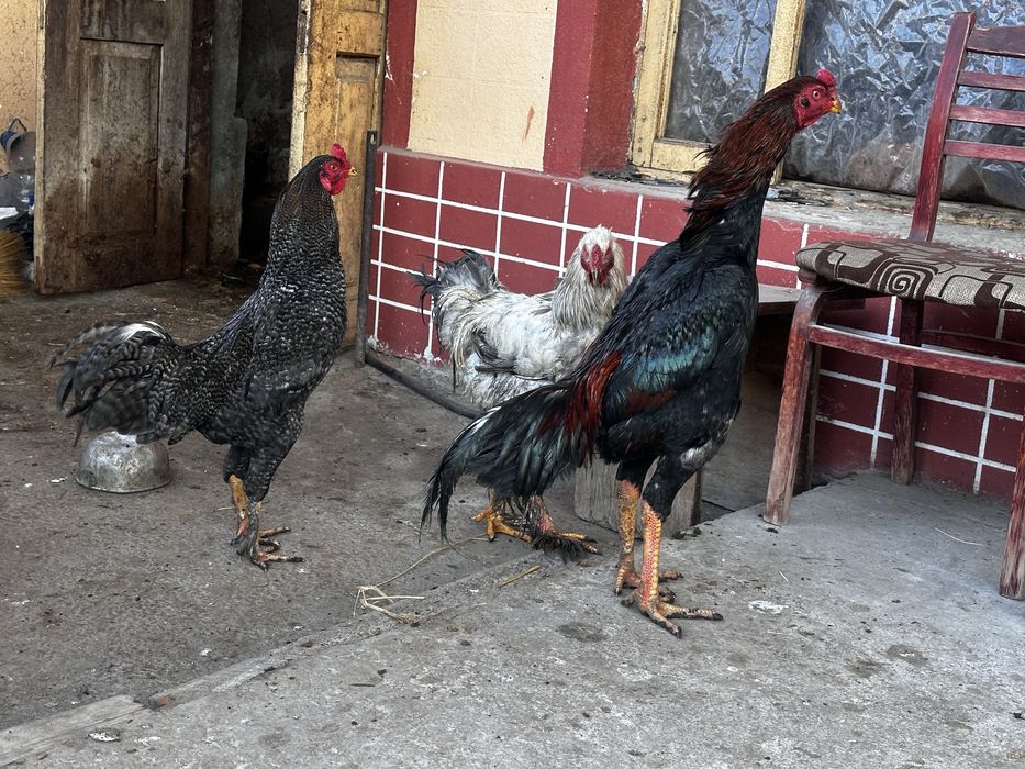 SHAMO Dakan sotiladi