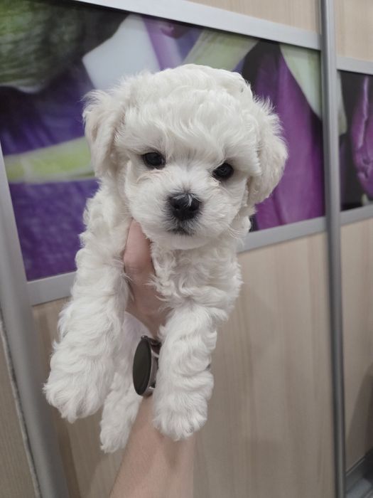 Щенки бишон фризе