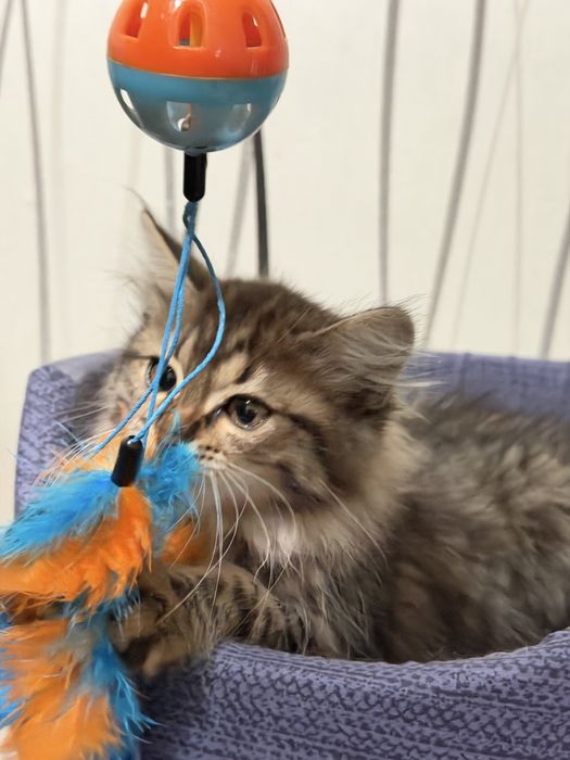 Отдам котенка в добрые руки