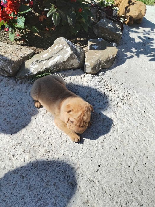 КУЧЕНЦА ШАР ПЕЙ НА 2 МЕСЕЦА