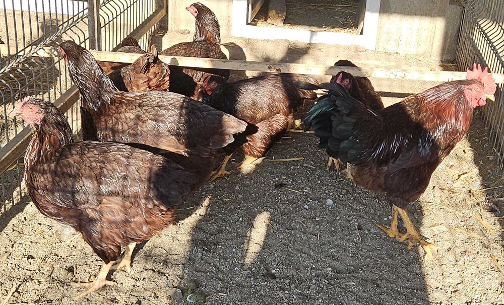 Oua pentru incubat de gaini din rasele outoare si grele