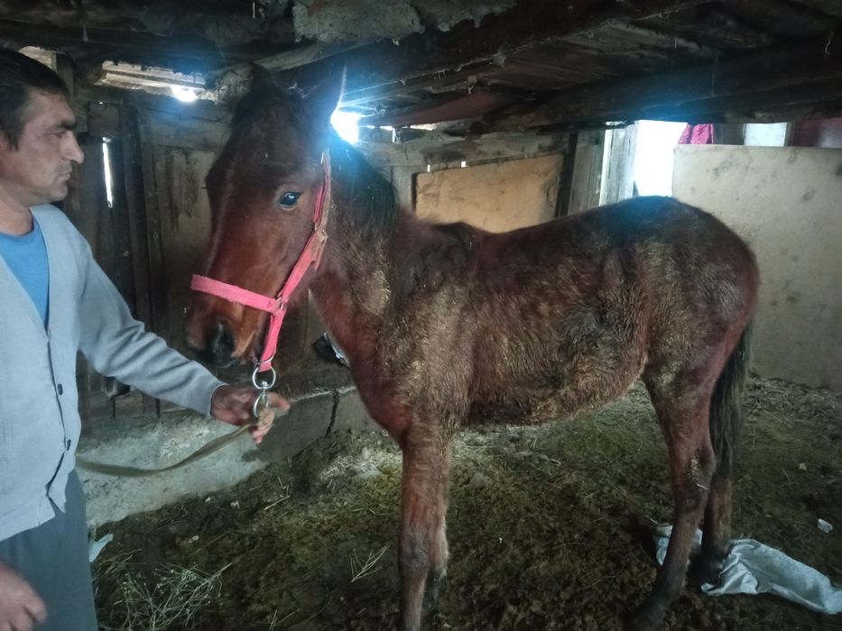 Продам весеннего вывода жеребца