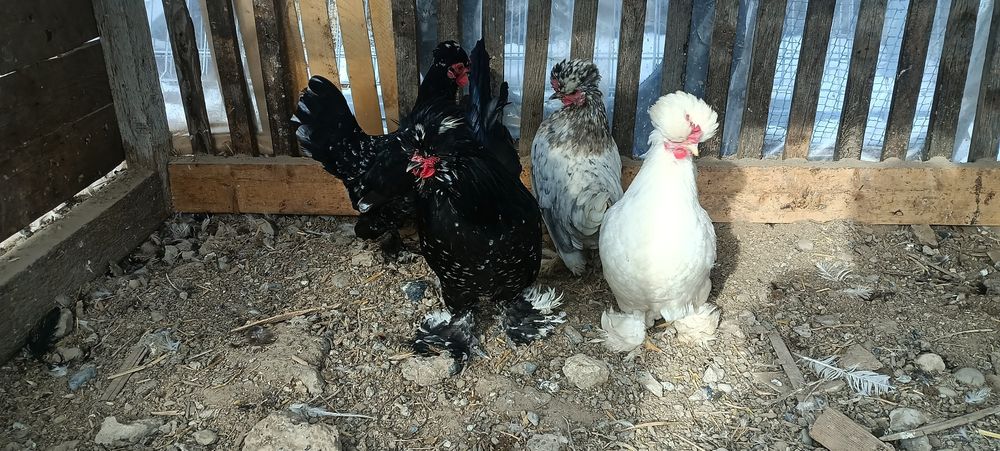 Сұлтанкалар сатылады