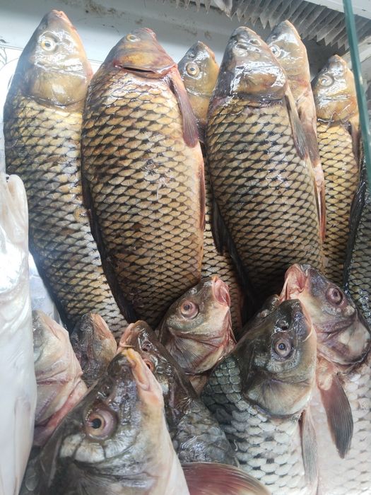 Продам свежую рыбу оптом и в розницу