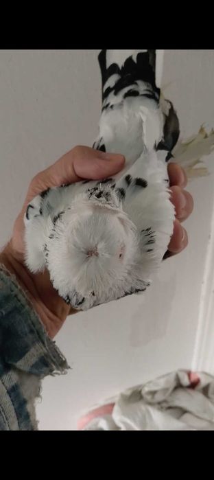 Голуби голуби голуби