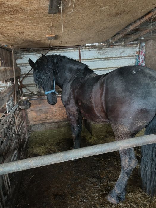 Armăsar metiși de frizian