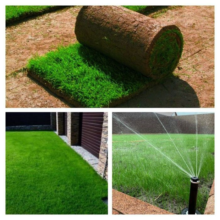 Gazon ekamiz va uruglarin sepamiz