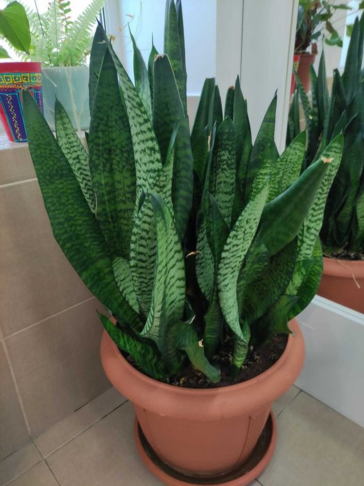 Flori/plante interior/ decoratiuni (casa/apartament)