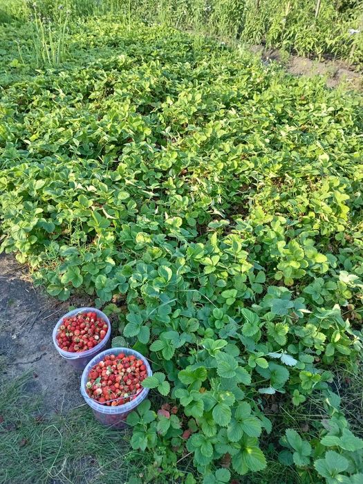 Продажа дачи в новопаловке