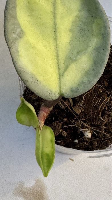 Хойя Аргентия Принцесс