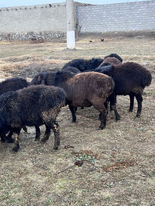 Кучкорлар сотилади тез ва арзон