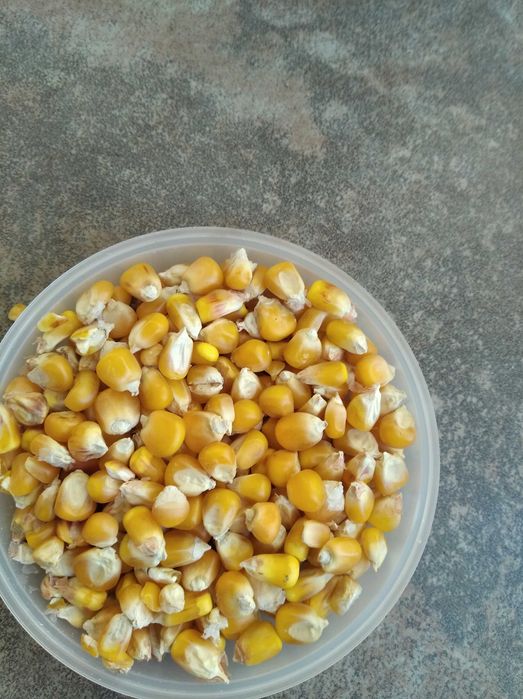 Porumb floarea soarelui pestriță pt papagali ovăz grau amestec cereale