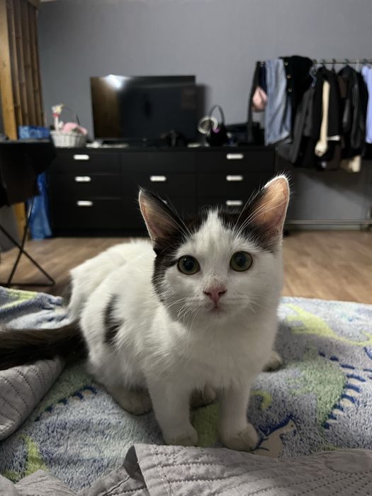 Отдам бесплатно котят