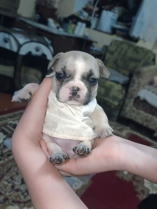 Продаются щенки французского бульдога