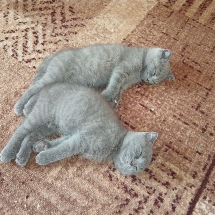 Британски котки 3 броя