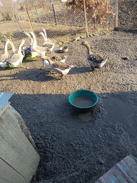 Vând familie de gâște crețe
