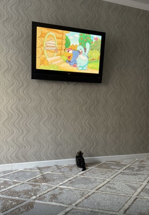 Вислоухий шотландец