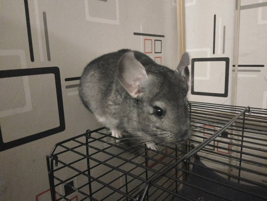 Продаются шиншиллы