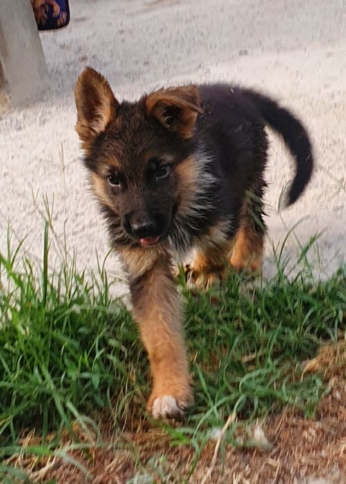 Щенки немецкой овчарки