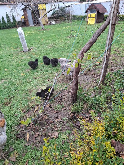 Разплодни яица от брама кохен и орпигтон