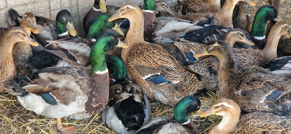 Oua rate rouen expozitie