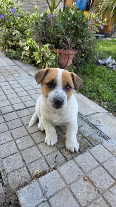 Две енергични мъжки Джак Ръселчета!