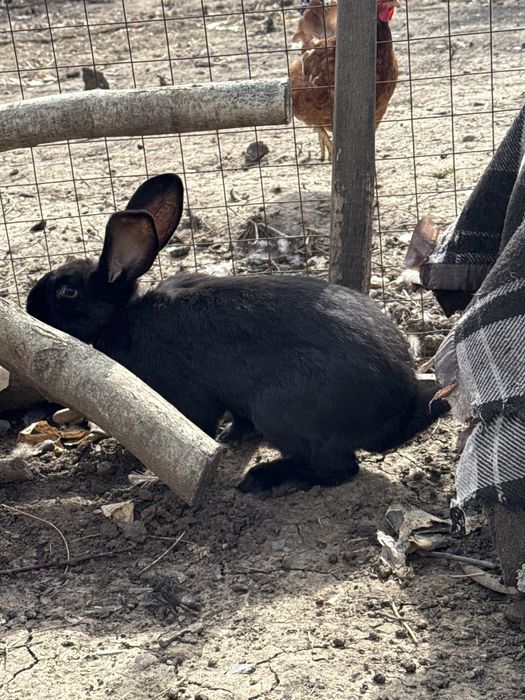 Iepuri de vanzare diferite culori