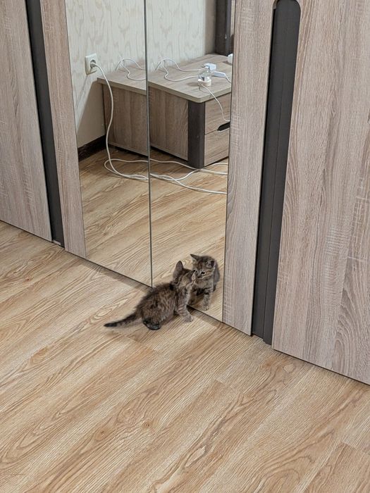 Котята, отдам в добрые руки