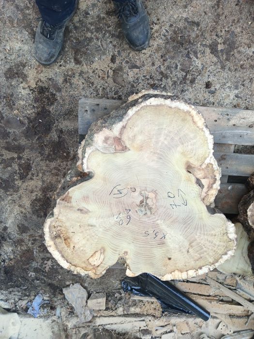 Rondele salcâm bubos