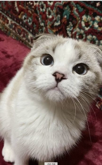 Scottish Fold (oq)