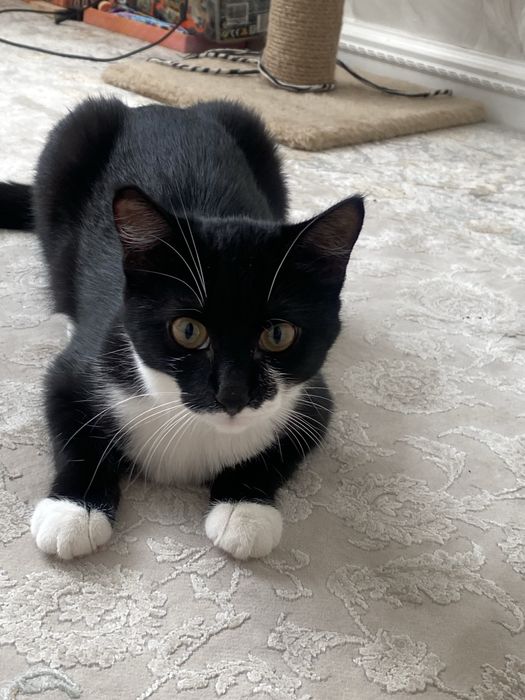 Отдам кошку в хорошие руки