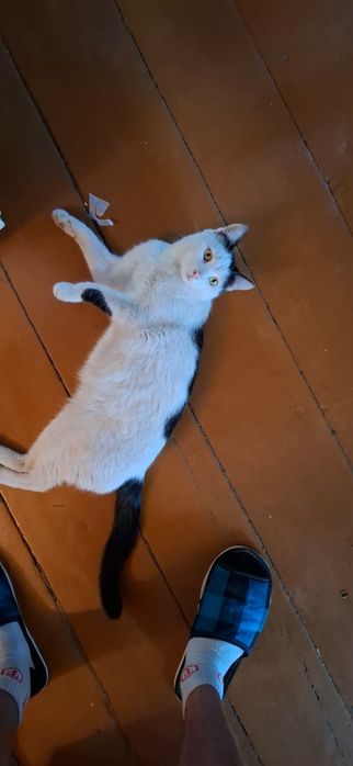 ПРОПАЛ кот! Р. Мирный