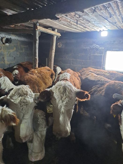 Белоголовые красавицы