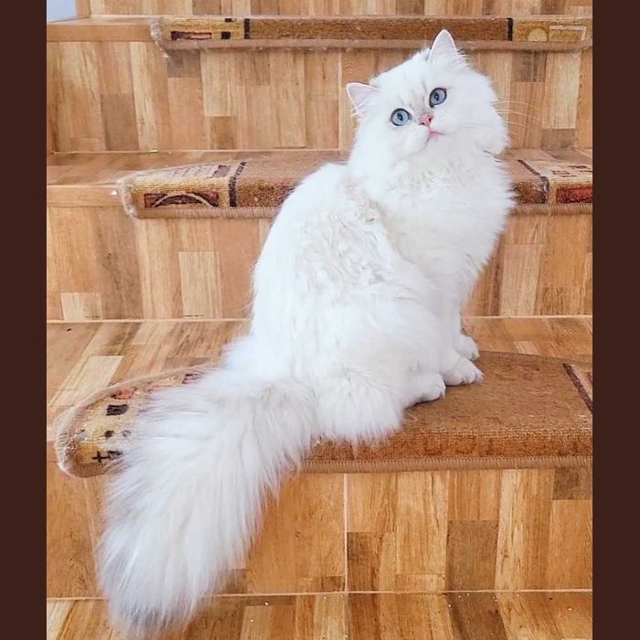 Fetita British Longhair alba cu ochi albastri superba