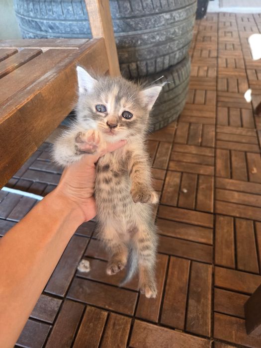 Подаряват се котенца