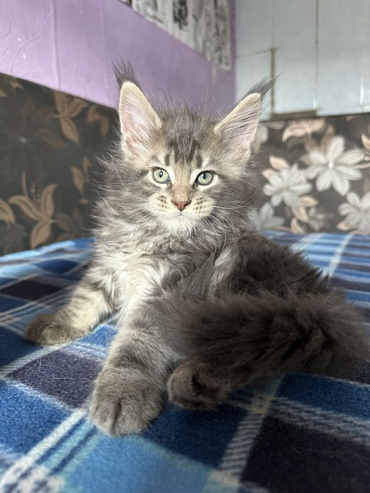 Котята Мейнкуны полидакты