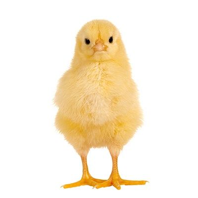 Vand pui de carne sebes