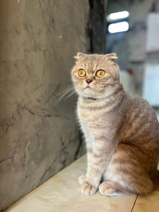 Продаеться котята